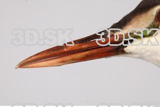 Bird beak reference 0001